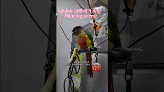 춤추는 앵무새의 비밀 Dancing parrot  #s…