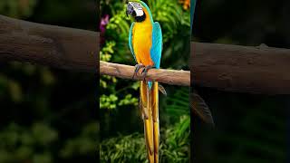 Macaw #parrot #birds #animals …