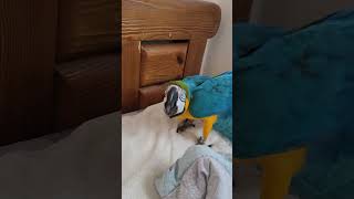 점프하는 루카 #shorts #청금강 #청금강앵무새 #macaw