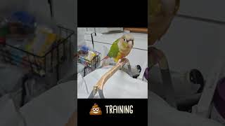 코뉴어 앵무새 응가 소리에 맞춰 싸기 #birds #conure #parrot #daily #training #smart