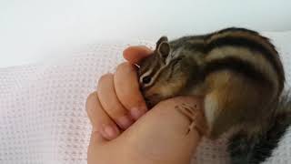 다람쥐는 한 알의 피잣을 얻기 위해서도 최선을 다한다