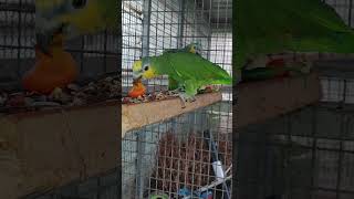 텃 밭에 일 하고 먹이 주려고 하는데 아마존C가 먹이 달라고 처다 보고 있어서 ㅎ먹이 주고 일 시작 하네요ㅋㅋ