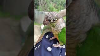 코뉴어~~국수먹으며 바깥세상 구경해요~~♡ 샤론패럿