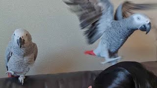 앵무새를 편애하면 벌어지는 일!  회색앵무 파우더 클라쓰 ㄷㄷ;