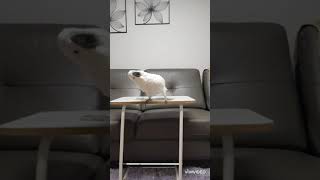 앵무새가 기분 좋으면?