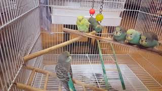 노래하는앵무새 010-4789-9415 인천조류원 앵무새분양 판매 왕관앵무 모란앵무 회색앵무 사랑앵무새 코뉴어 잉꼬 인천 서구 송도 영종도 청라 논현동 환영