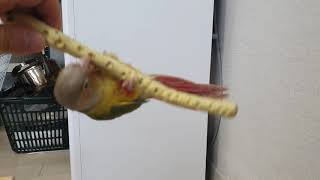 앵무새 훈련 횃대에서 돌기(parrot training…