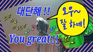 누가 누구를 칭찬하는거야~기가막혀~[연구대상앵무새똘이]