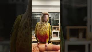 앵무새 호출 / 코뉴어