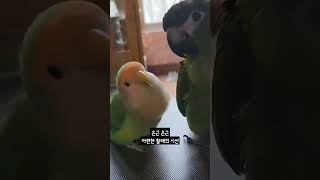 [모란앵무 한스마카우] 할배는 두루를 귀여워하는 거겠지? #모란앵무 #한스마카우 #lovebird #hansmacaw #animal #parrot #bird #16살할배모란