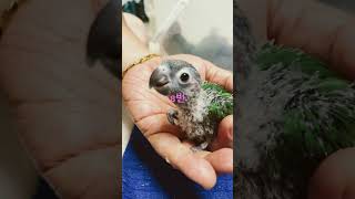 각종 코뉴어 분양문의 주세요~~~