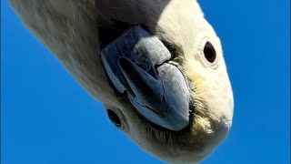 WILD Australian Cockatoo Trick…