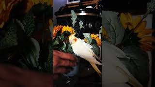 PLAYING WITH OUR COCKATIEL #sh…