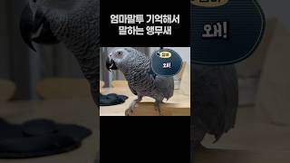 엄마 말투 기억해서 말하는 앵무새  회색앵무 잠바