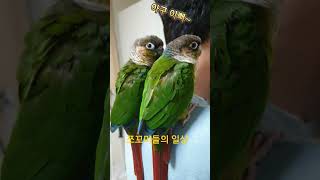 아빠 이뻐하는 김쪼꼬♡#코뉴어 #동물키우기 #앵무새키우…