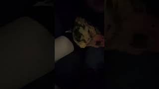 경계하는 앵무새 #썬코 #썬코뉴어 #하악질 #부풀림 #sunconure #scared #angrybirds  #parrot #birds