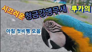 첫비행이 엄청나게 시끄러운 청금강앵무새   루카