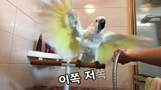 앵무새 목욕 시키다?