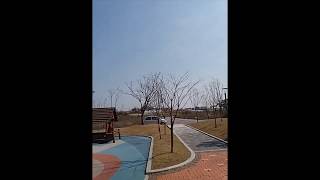 Lovebird free fly 모란앵무 앵무새 자유비…