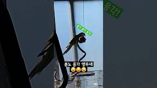 응가  하고 마트 갔다 온다는 앵무새 #말하는앵무새 #한스마카우 #앵무새 #두루픽스