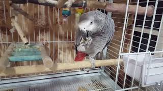 회색앵무 간식먹는 하늘이 귀엽 ㅎㅎ