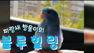 블루힐링(스트레스 해소시켜주는 앵무새)