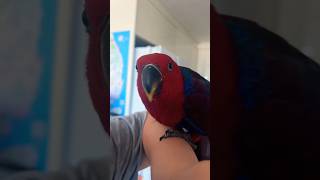 입양 가정에 적응 중인 뉴기니아 앵무 루비예요