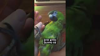 집사와 놀아주은 한스마카우 두루 #앵무새 #앵집사 #반려동물 #반려앵무새 #parrot #petbird #새 #반려조 #한스마카우 #animal #bird