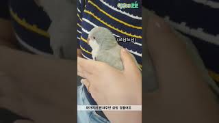 퀘이커 앵무새 모모가 자는 모습 (Sleepy quaker)