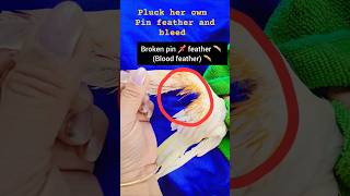 Why Cockatiel Plucks Pin  Feat…