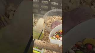 문칙 코뉴어 이유식