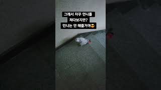 집사한테 콧방귀 뀌는 앵무새 #회색앵무붐이 #greyp…