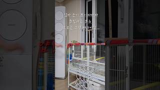 한 사람만 공격하는 앵무새! 이건 공격인가 놀이인가..…