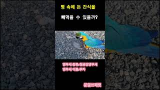 병 속에 든 간식을 빼먹는 앵무새 #청금강 #청금강앵무새 #macaw