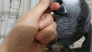 말하는 앵무새 베리 구애행동