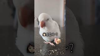 옴뇸뇸뇸 맛난 저녁드세요~ #앵무새 #러블리다다즈 #퀘…