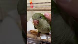 나나쓰담쓰담❤️#앵무새 #birds #퀘이커