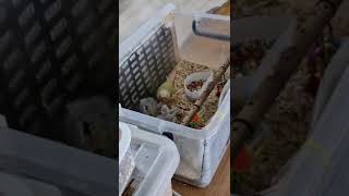 문칙 코뉴어 이유조