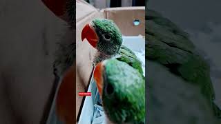 Coco & Goldy: A Heartwarming Rescue Story of Alexandrine Parrots ❤️