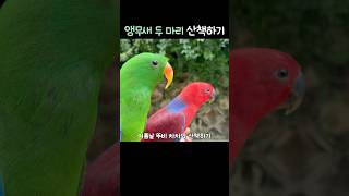 앵무새 두 마리 산책하기                       #뉴기니아#앵무새#뉴기니아앵무새 #eclectus #eclectusparrot #parrot #birds