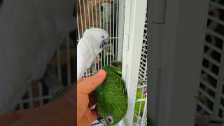 애교부리는 마존이예요