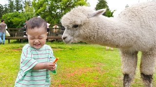 국민이 동물원 가서 알파카 말 앵무새 함께 놀아요 zoo outdoor playground with baby | 말이야와아이들 MariAndKids
