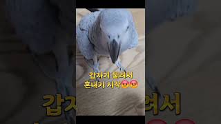 앵무새한테 물리고 사과받기 #회색앵무 #붐이