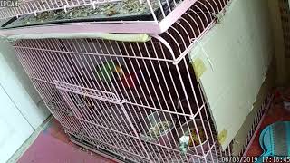 뉴기니아 와 마카우 뉴기니아 상애 좋은 한쌍 20190…