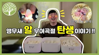 [앵무새알] 앵무새 탄생은 이것부터????