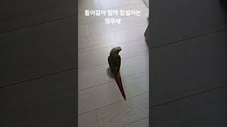 들어갈까 말까 망설이는 앵무새 #parrot #birds #cute #코뉴어 #반려동물 #pets #conure #동물
