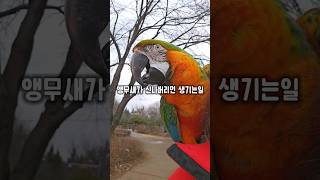 엄마랑 산책하는게 너무 좋다며 신이나서 수다떠는 앵무새…