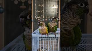 코뉴어앵무새#하봉이#하랑이#birds#더빙농장 #동물더…