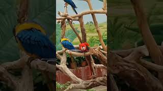 청금강앵무&amp;스칼렛금강앵무