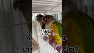 새장 안, 바쁨주의⚠️ (5배속 주의!)#코뉴어#코뉴어…
